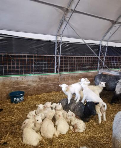 IMG-310133dc8ff14dc7b9057d337194d276-V