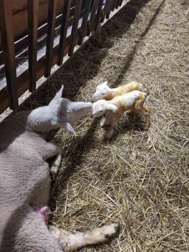 IMG-360300913da47f1253b8292f113b30a7-V