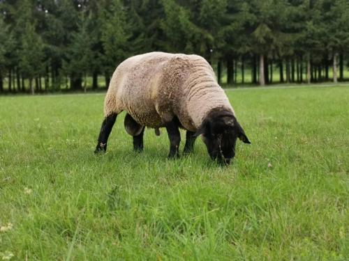 IMG-81966da7e1e45e12b9e5acf92dfd63a0-V