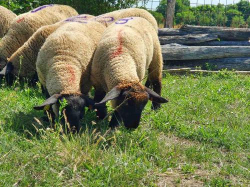 IMG-9d507f73f63e0a9aefc7c7cf2402f090-V