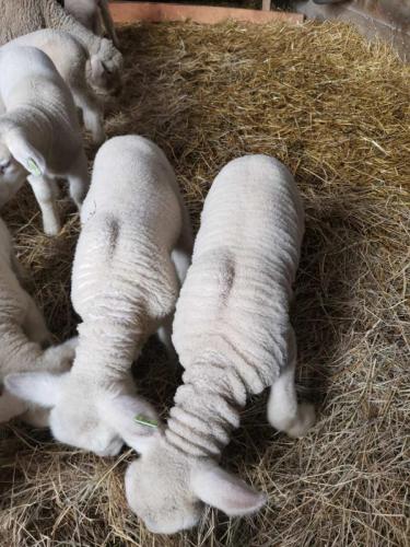 IMG-9f9e75750876429fb2a4e607f05eedf9-V