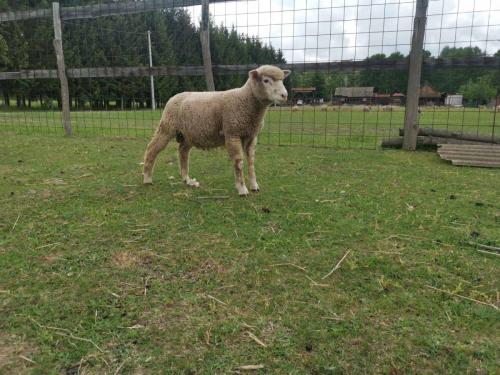 IMG-a5504c74e4769720407fc9d0c64ebabd-V