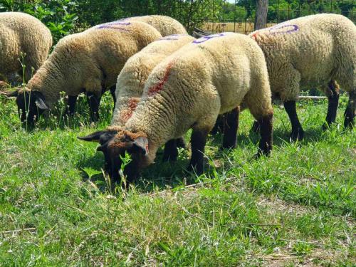 IMG-a711abb0bc58841fcba2fad5ffacbf02-V