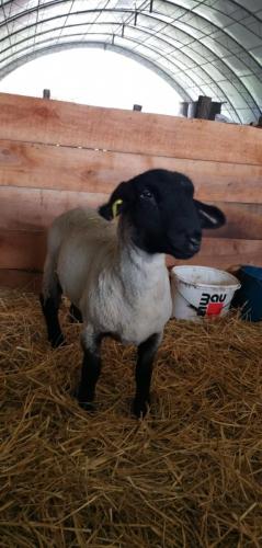 IMG-de6938798e9d917590d2eca7d86a8451-V